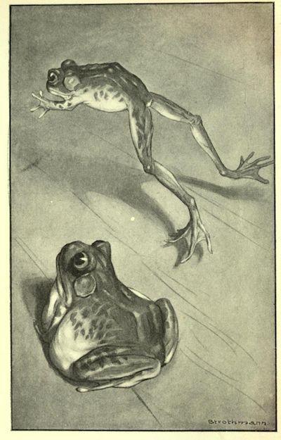 An illustration for the story The Celebrated Jumping Frog of Calaveras County by the author Mark Twain